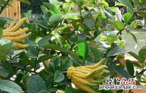 佛手种苗怎么培育的 佛手种苗怎么培育