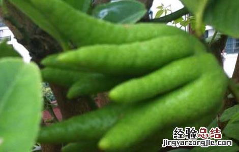 佛手种苗怎么培育的 佛手种苗怎么培育