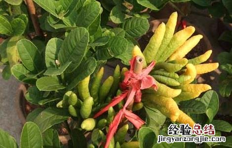 佛手种苗怎么培育的 佛手种苗怎么培育