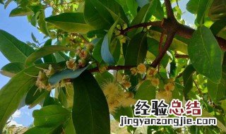 锌元素对果实的影响 锌元素在果树上的作用