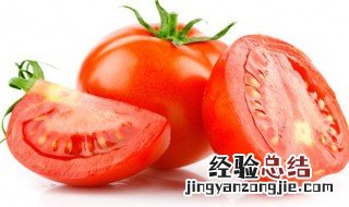 番茄需要怎么种 番茄需要怎么种植