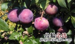 黑布林和李子的区别是什么 黑布林和李子的区别介绍