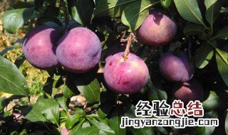 黑布林和李子的区别是什么 黑布林和李子的区别介绍