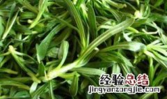 面条菜的功效与作用 面条菜的功效与作用简单介绍
