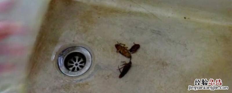怎样消灭厨房里的蟑螂 如何消灭厨房里的蟑螂