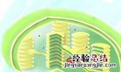 叶绿体的基粒有什么作用 叶绿体的基粒有什么作用和功能