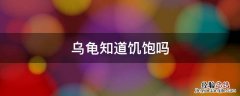 乌龟知道饱吗 乌龟知道饥饱吗 乌龟知道饥饱吗