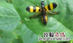 淡斑的食物有哪些 斑蝥的营养价值