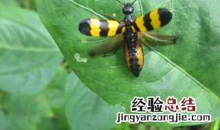 淡斑的食物有哪些 斑蝥的营养价值