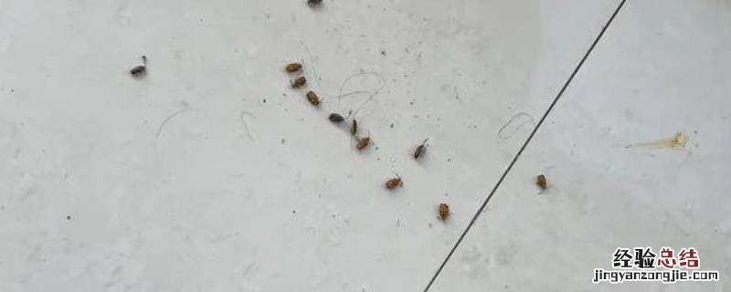 冬天家里有小飞虫怎么回事 冬天家里出现小飞虫