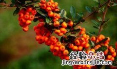 沙棘汁怎么榨好 沙棘汁怎么榨好吃
