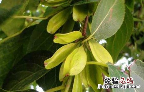 杜仲的产地在哪里 杜仲的产地在哪里最好