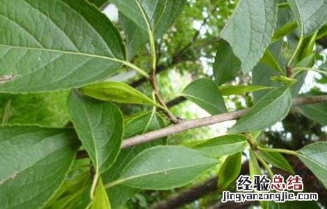 杜仲的产地在哪里 杜仲的产地在哪里最好