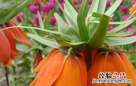 川贝母种子怎么种植方法 川贝母种子怎么种