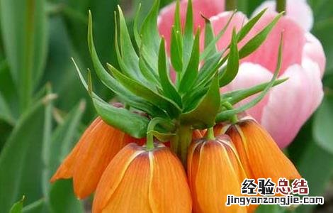 川贝母种子怎么种植方法 川贝母种子怎么种