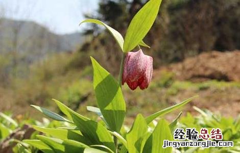 川贝母种子怎么种植方法 川贝母种子怎么种