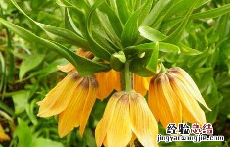川贝母种子怎么种植方法 川贝母种子怎么种