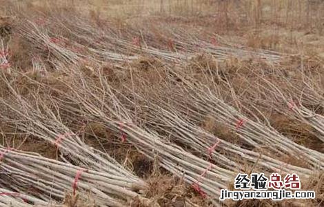 杜仲种子怎么种植方法 杜仲种子怎么种
