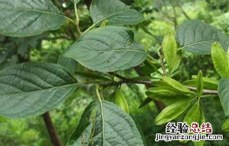 杜仲种子怎么种植方法 杜仲种子怎么种