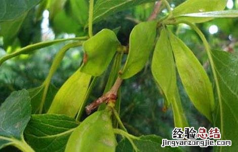 杜仲种子怎么种植方法 杜仲种子怎么种