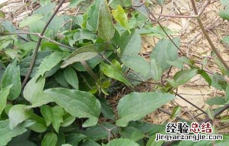 威灵仙的种植技术 威灵仙的种植技术视频
