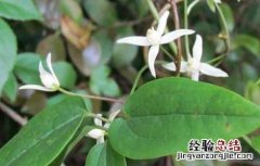 威灵仙的种植技术 威灵仙的种植技术视频