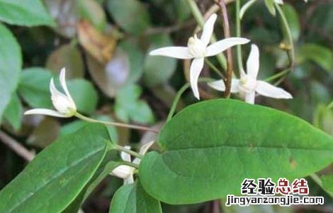 威灵仙的种植技术 威灵仙的种植技术视频