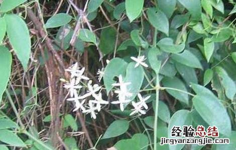威灵仙的种植技术 威灵仙的种植技术视频