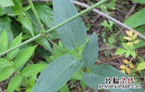 威灵仙的种植技术 威灵仙的种植技术视频