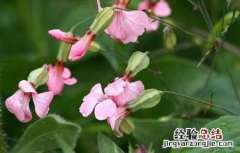 王不留行植株 王不留行的种植技术
