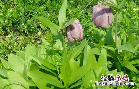 川贝母的种植技术视频 川贝母的种植技术
