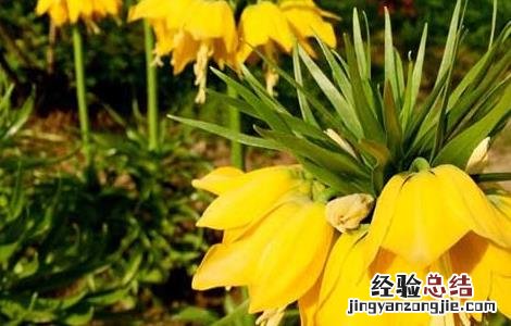 川贝母的种植技术视频 川贝母的种植技术