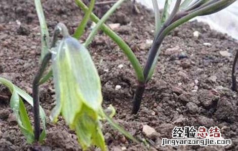 川贝母的种植技术视频 川贝母的种植技术