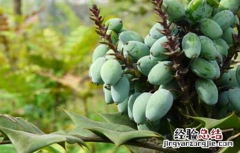 十大功劳适合室内种植吗 十大功劳的种植技术