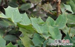 十大功劳适合室内种植吗 十大功劳的种植技术