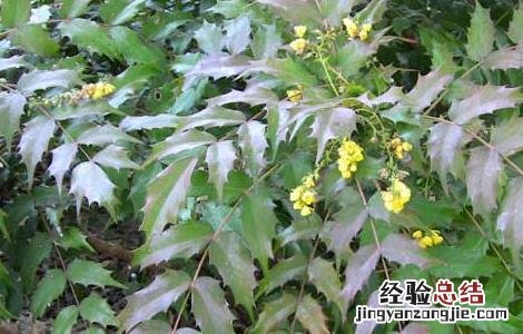 十大功劳适合室内种植吗 十大功劳的种植技术