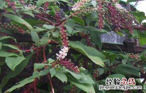 商陆种植基地 商陆的种植技术