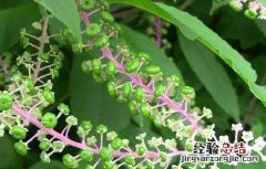 商陆种植基地 商陆的种植技术