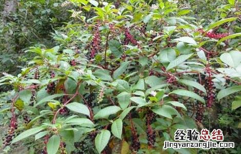 商陆种植基地 商陆的种植技术