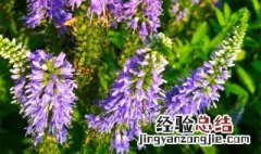蔓菁的功效与作用 蔓菁的功效有哪些