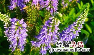 蔓菁的功效与作用 蔓菁的功效有哪些