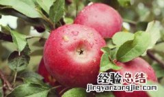 每天吃苹果的好处有哪些 每天吃苹果的好处介绍