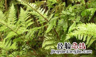 狗脊的营养价值 狗脊有哪些功效
