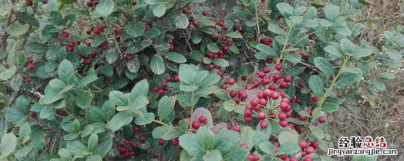 栒子能吃吗? 栒子能吃吗