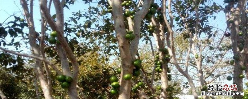 树葡萄种植禁忌 种葡萄树有什么忌讳