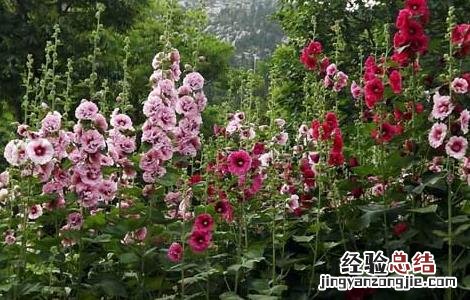 蜀葵种子怎么种 蜀葵种子怎么种植