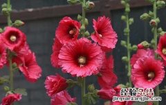 蜀葵种子怎么种 蜀葵种子怎么种植
