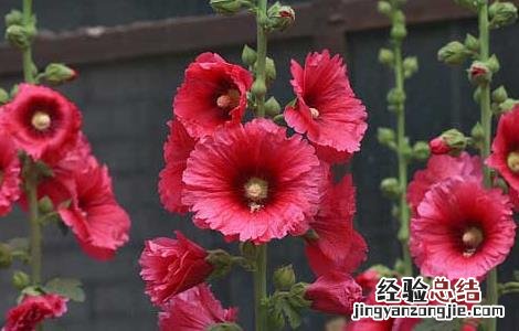 蜀葵种子怎么种 蜀葵种子怎么种植