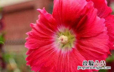 蜀葵种子怎么种 蜀葵种子怎么种植