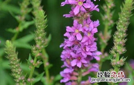 千屈菜种植技术与管理 千屈菜种植技术